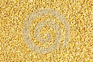 Parboiled wheat grains
