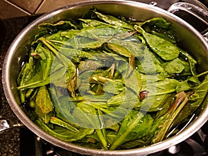 Parboiling Polk Salat Leaves in stainless steel pot on stove photo