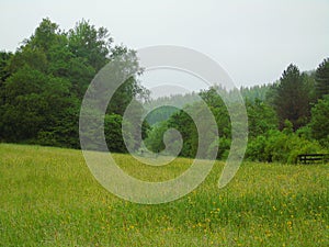 Parc Cwm Darran  WildFlower Meadow Wild flowers   South Wales