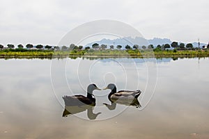 Couple of ducks on the lake, Parc de l\'Agulla, Manresa, Catalonia. Monserrat mountain on background photo