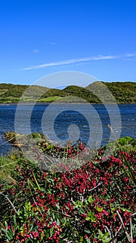 Parc Natural de s\'Albufera des Grau, Menorca, Spain. red fruits and a view of the lagoon