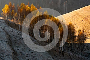 Parcel of wild trees bordering two slopy sides of a hill hit by the morning sun, Western Romanian Carpathian mountains