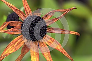 Parched blossom of a black-eyed Susan