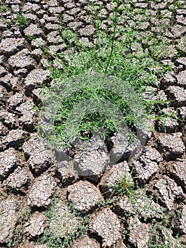 Parched and cracked earth during a drought