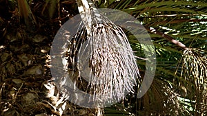 Parched date bunch of tropical palm tree close up.