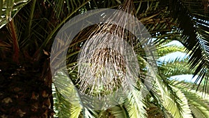 Parched date bunch of tropical palm tree in drought