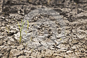 Parched earth with small plant