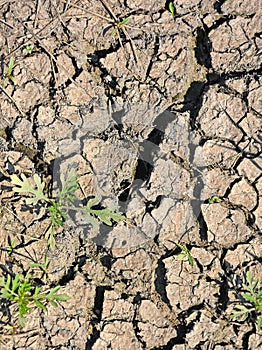 Parched earth in summer