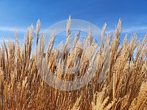 Parched long grasses in autumn in detailed view under deep blue sky