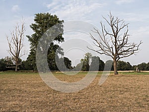 Parched meadow and bare trees in a meadow landscape in late summer.