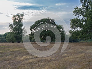 Parched meadow and trees in a meadow landscape in late summer.