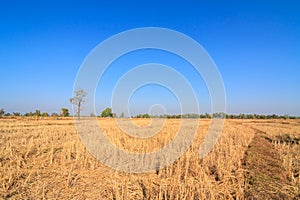 Parched rice field in countryside of Thailand