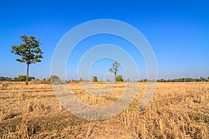 Parched rice field in countryside of Thailand