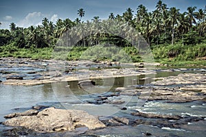 parched river with palm trees