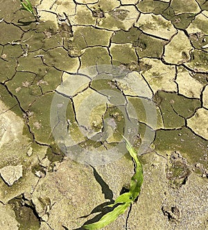 Parched soil with one lone corn stalk