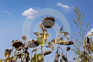 Parched sunflowers