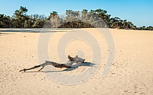 Parched tree trunk in the sand of a desert-like area