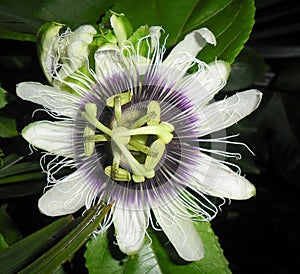 Parchita flower between palms