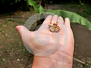 dried coffee beans in white female hand