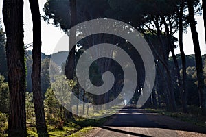 `Parco Naturale Migliarino San Rossore Massaciuccoli` green fairy park with fog and forest in Pisa Italy