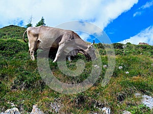 Parda alpina caw eating grass in the italian alps