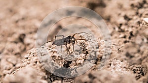 Pardosa lugubris spider in nature, common insect in europe