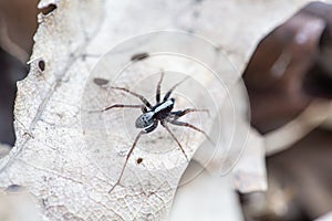 Pardosa saltans (Araneae) common spider in Europe, black and white male photo