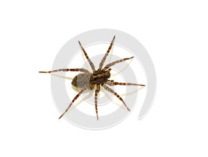 Pardosa wolf spider on white
