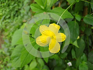 Pare, pariah or bitter gourd