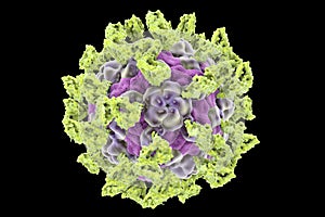 Parechovirus with attached integrin molecules photo