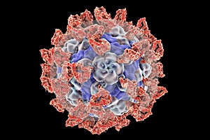 Parechovirus with attached integrin molecules photo