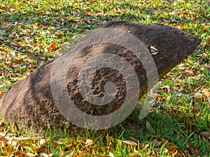 Pareidolia - a rock looking like a frog illusion photo