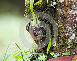 Parelboomloper, Pearled Treerunner, Margarornis squamiger