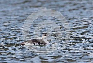 Parelduiker, Black-throated Loon, Gavia arctica