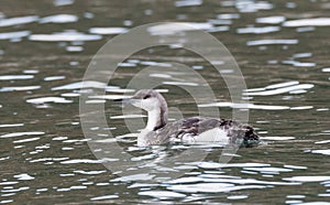 Parelduiker, Black-throated Loon, Gavia arctica