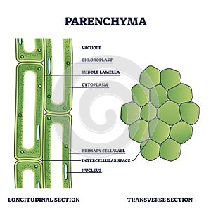 Parenchyma as ground filler tissue for plant stem and roots outline diagram