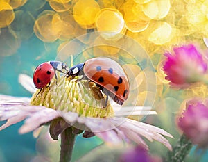 Parent and Baby Ladybugs Eating Nectar Together in the Sunlight