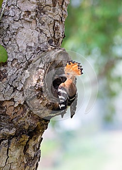 Parent bird feeding a chick in a nest in a tree hole. Eurasian Hoopoe or Common hoopoe (Upupa epops) bird.