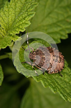 Parent bug (Elasmucha grisea)