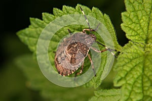 Parent bug (Elasmucha grisea)