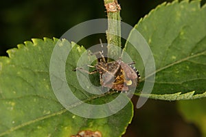 Parent bug (Elasmucha grisea)