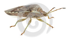Parent bug, Elasmucha grisea isolated on white background