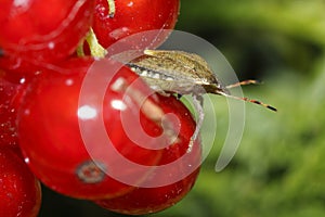 Parent bug on the red currants