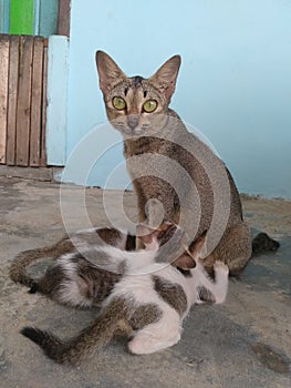 Cat and their children