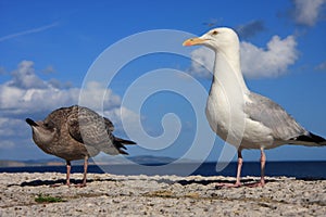 Parent and chick seagulls