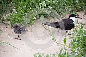 Parent and chick, sooty tern, Lord Howe Island photo