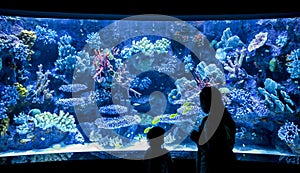 Parent and child by aquarium observation room