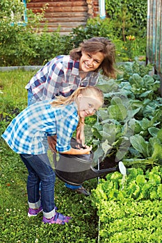 Parent and child watered the plants in the garden photo