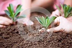 Parent and children planting young tree on black soil together