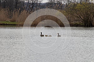 Parent ducks swim next to their ducklings on a protected pond and enjoy the summer days